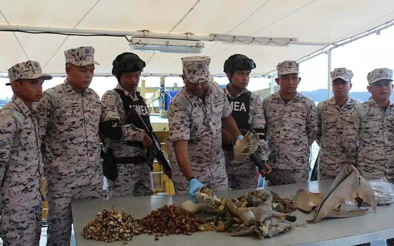 3 tonnes of endangered marine species seized at sea