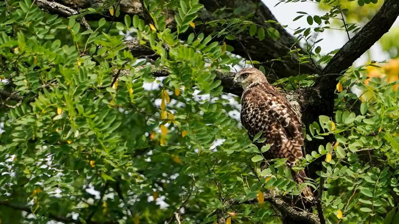 Ohio State University Researchers Are Using AI to Better Understand Changing Biodiversity