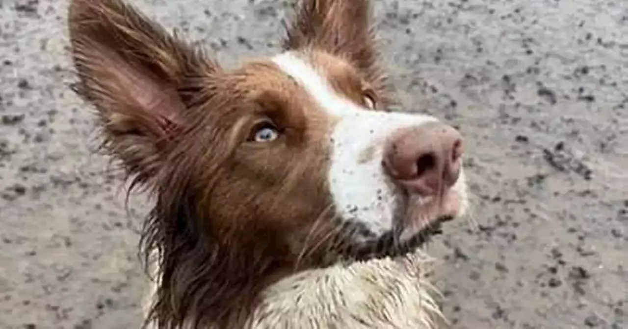 Glasgow dog waited outside clinic as family member received cancer treatment