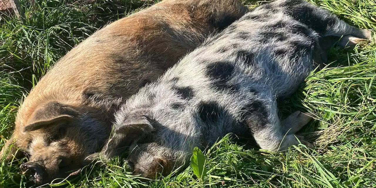 Zuhause für immer statt Leben im Tierversuchslabor