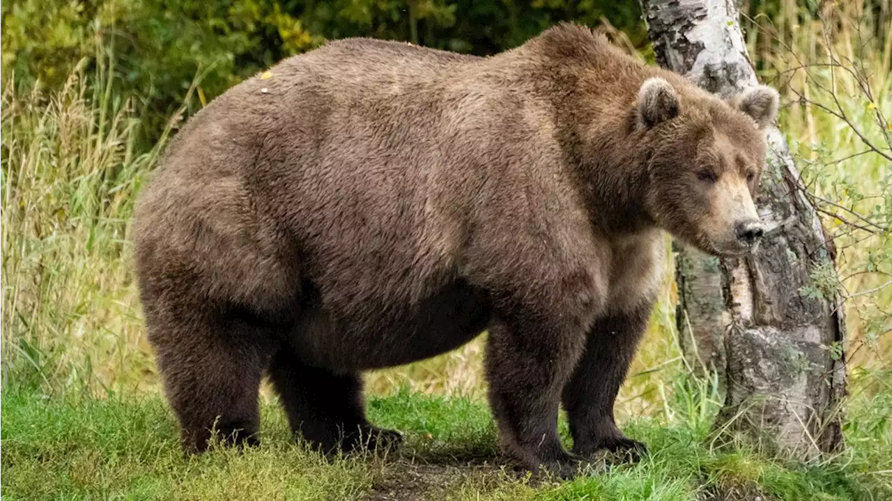 Alaska's Fat Bear Week could be postponed if the government shuts down