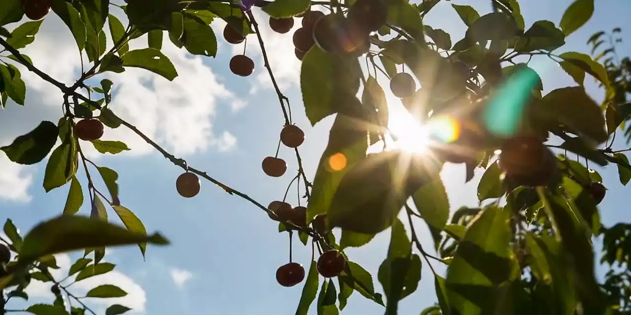 Chokecherry trees: an invasive species in Interior Alaska