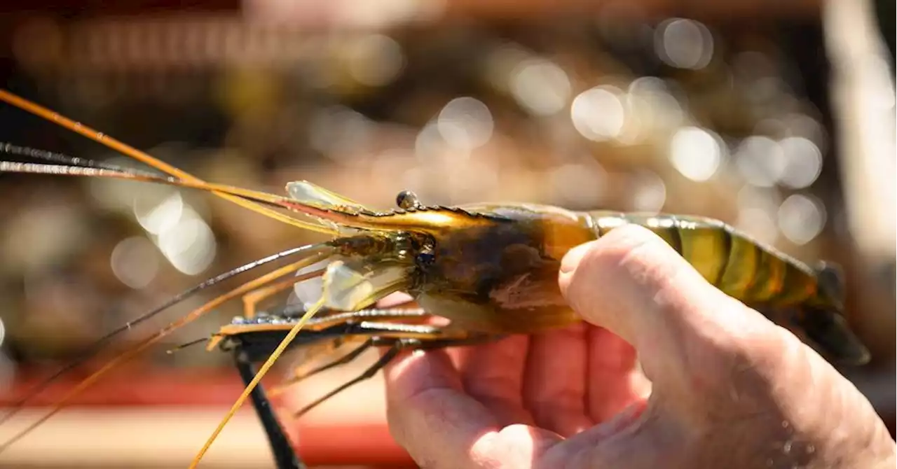 Avec le réchauffement climatique, la gambas tropicale en pince pour le Gers