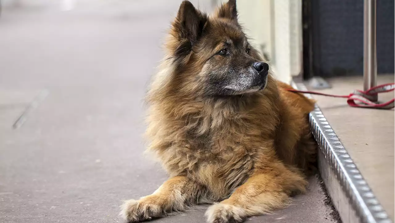 In Spagna vietato lasciare un cane da solo fuori dal supermercato mentre si fa la spesa