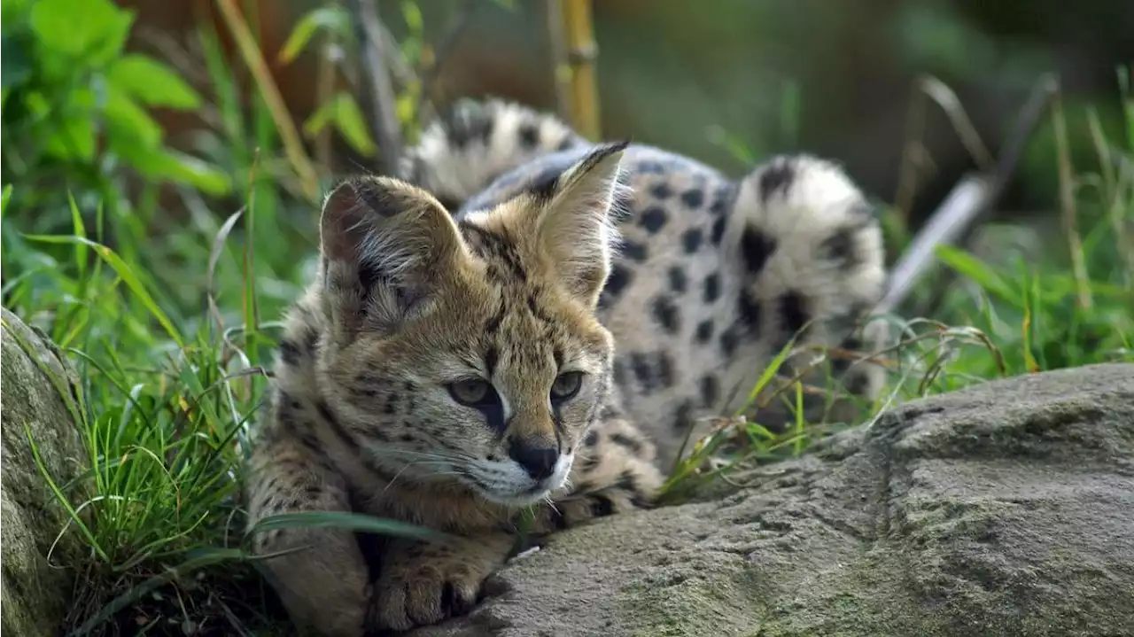 Croix: un serval découvert sur le balcon d’une résidence, rue Jean-Baptiste-Lebas