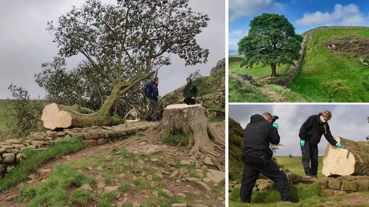 Man in his 60s arrested after felling of 300-year-old world-famous Sycamore Gap Tree