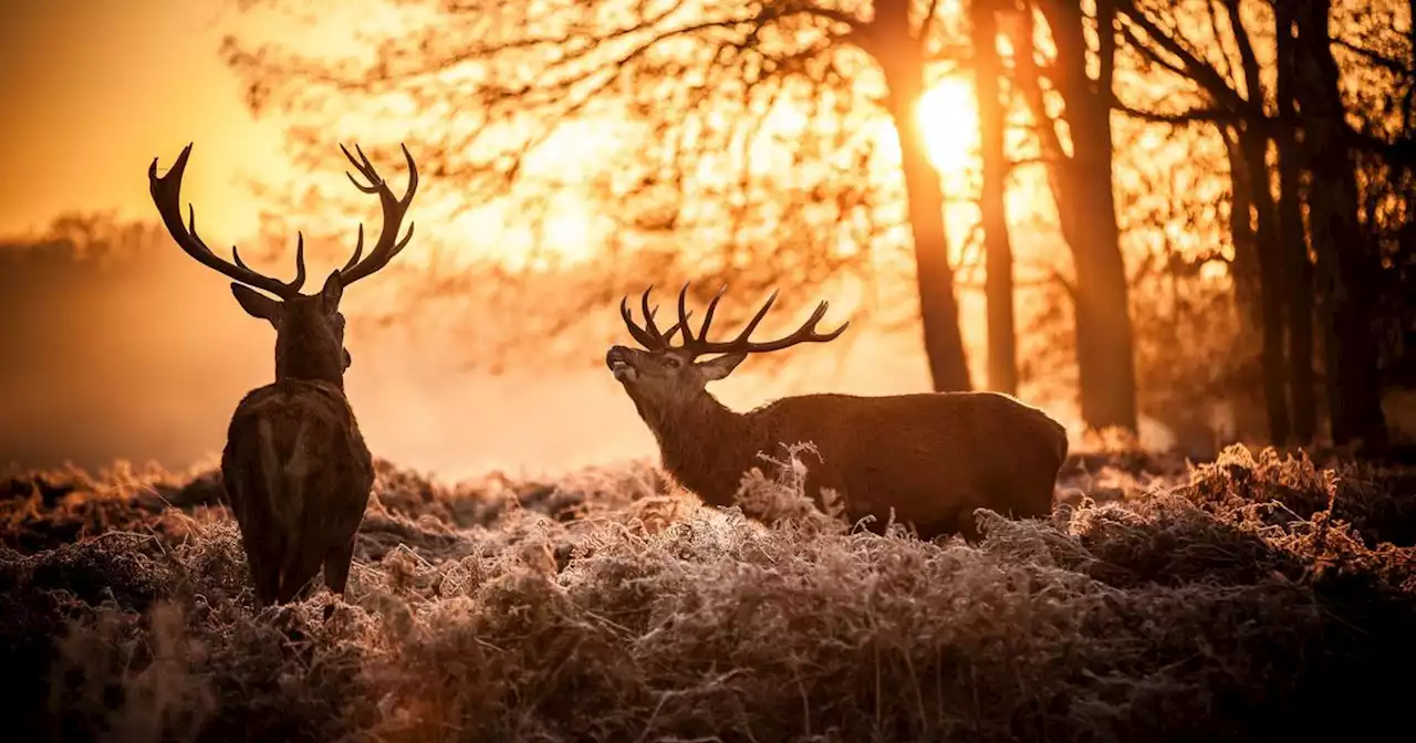 Si vous connaissez ces expressions de la chasse, vous aurez un 10/10 à ce test