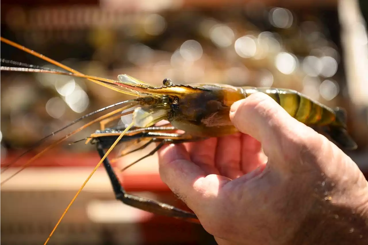 Avec le réchauffement climatique, la gambas tropicale en pince pour le Gers