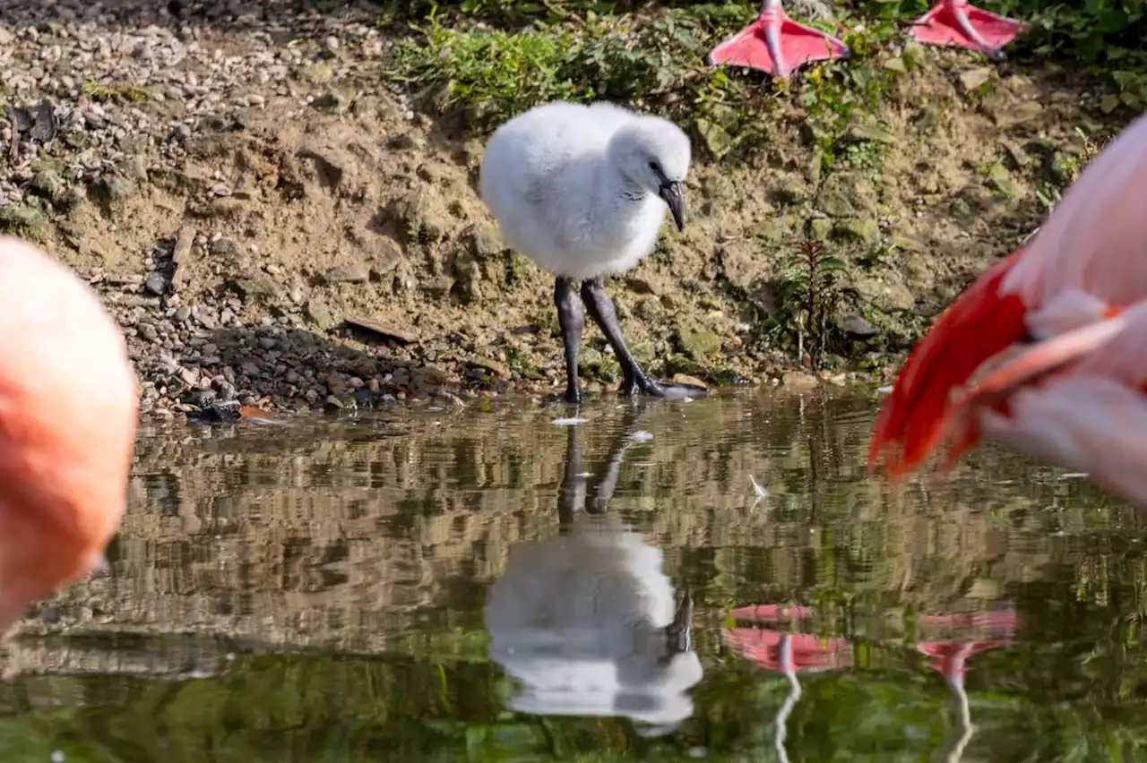 Three adorable Chilean flamingo chicks hatch at Lancashire wetland centre for first time in 10 years