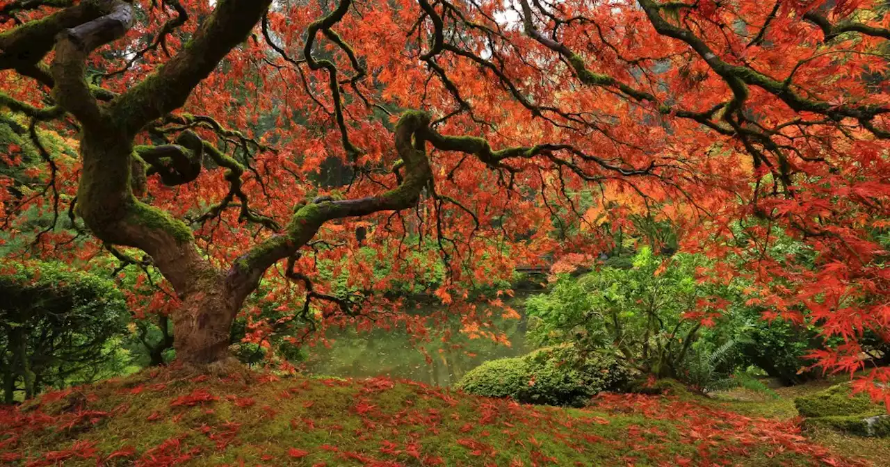 Travaux d'automne au jardin : entretien, plantation, culture