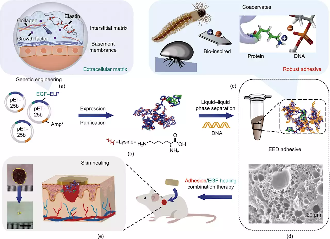 New frontier in biomedical engineering: Protein coacervates engineered into adhesive for unprecedented skin repair speed