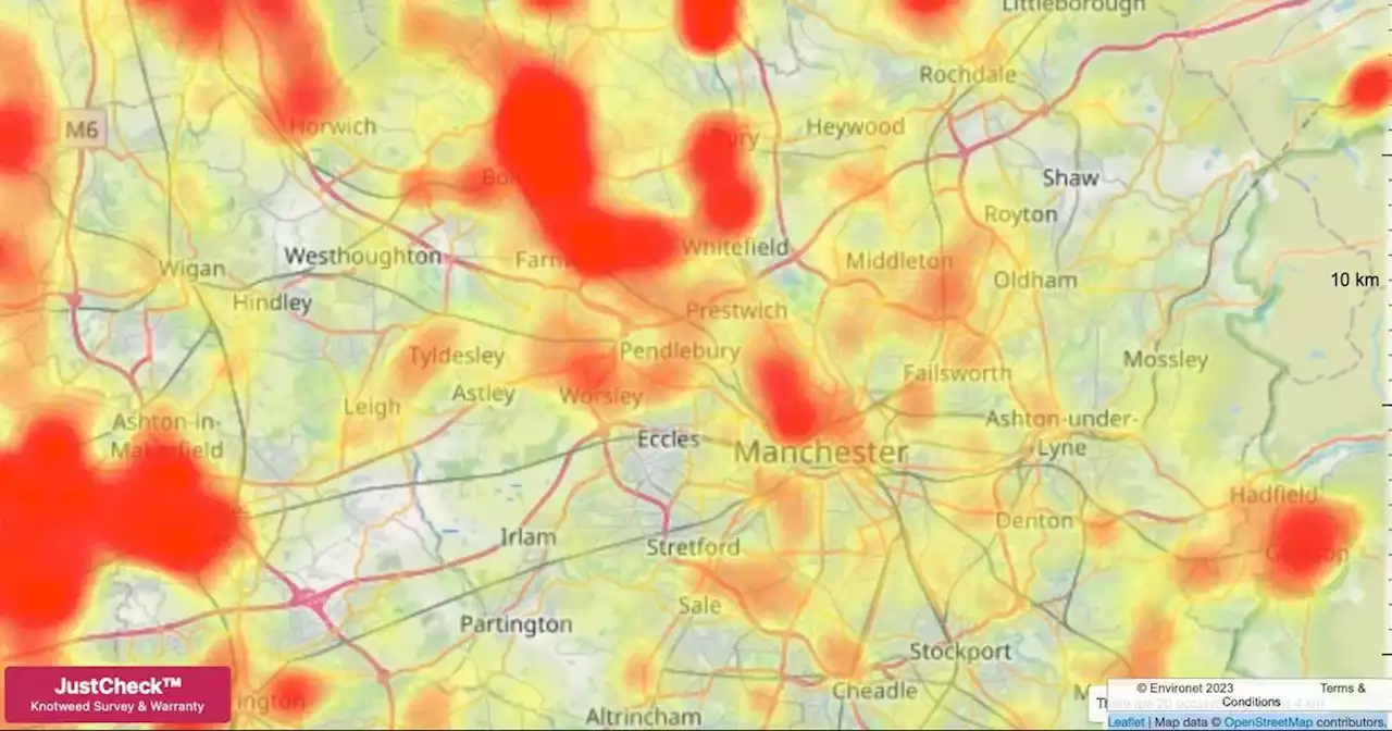 Warning over Japanese knotweed as Greater Manchester hotspots revealed