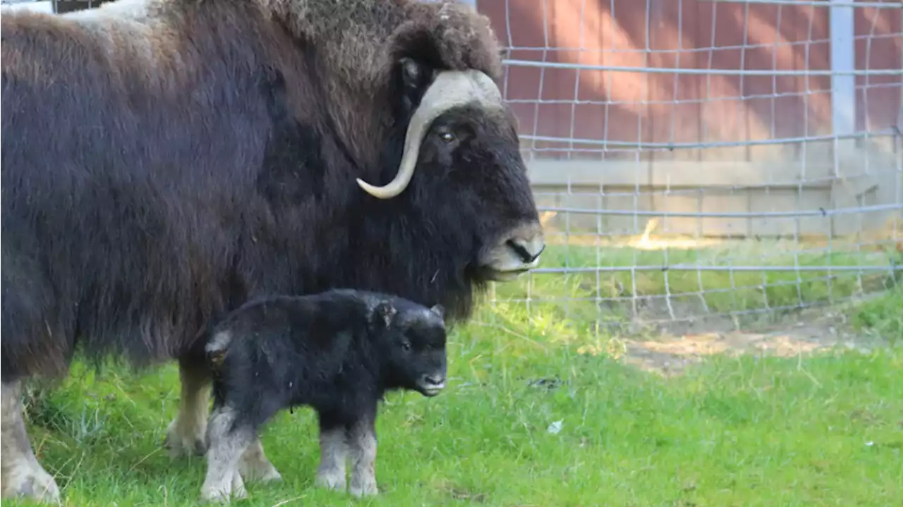 Meet Willow: Tacoma zoo's new muskox calf is big enough to wander