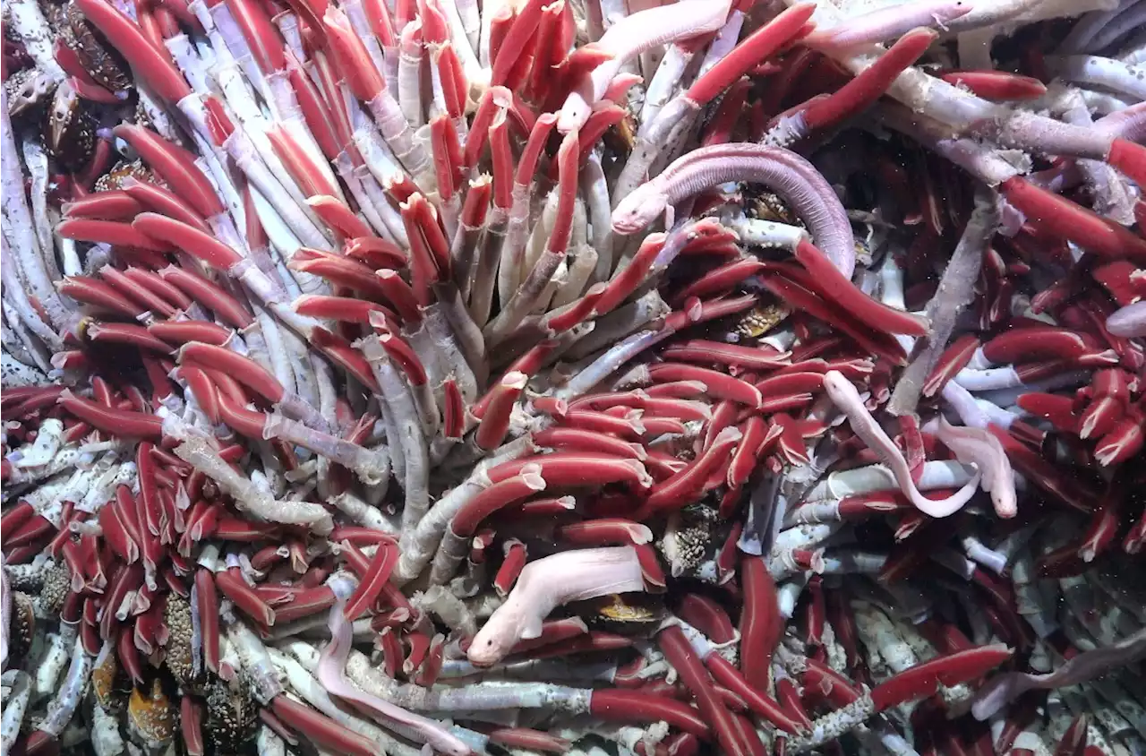 An entire ecosystem lives beneath scorching hydrothermal vents