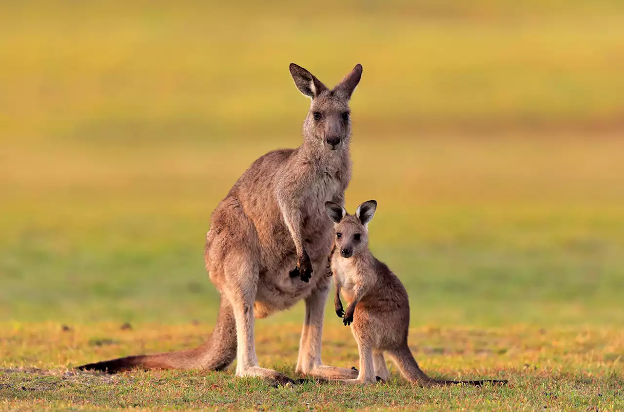 Kangaroos form ‘mom clubs’ to ward off predators—and pesky males