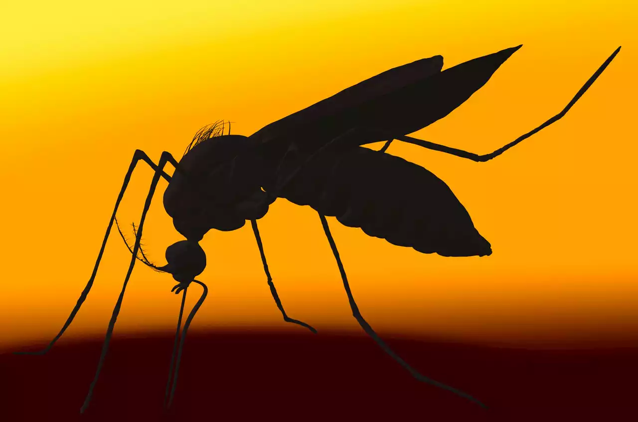 Malaria cases could ebb in an even hotter world. But other diseases will get worse