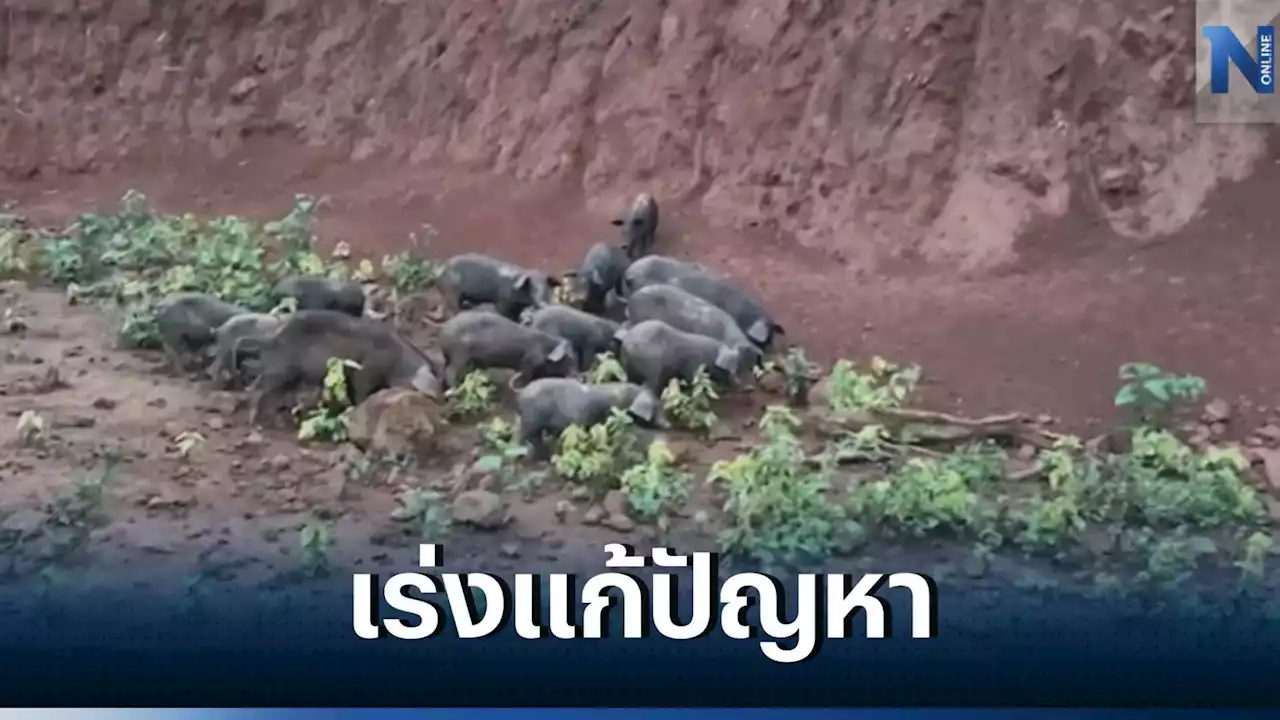 ปศุสัตว์เชียงราย เร่งลงพื้นที่บ้านดอยสะโง้ แก้ปัญหาหมูดำตาย