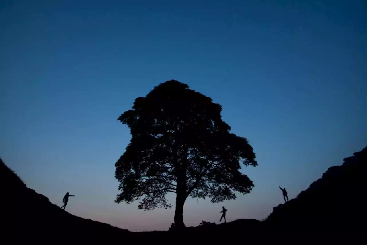 Man in his 60s arrested over felling of famous Hadrian’s Wall tree