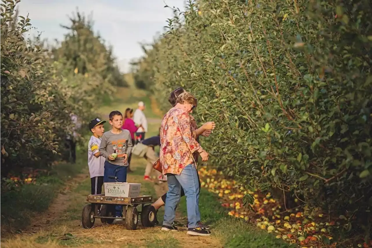 🍎 Let’s go apple-picking | Outdoorsy Newsletter