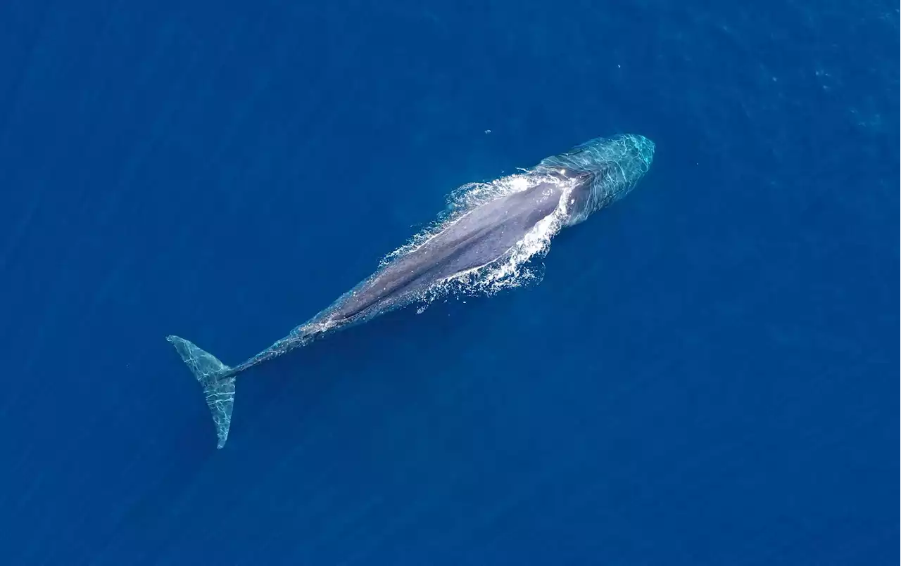 Australia may swelter, but researchers predict blue whales will get some relief