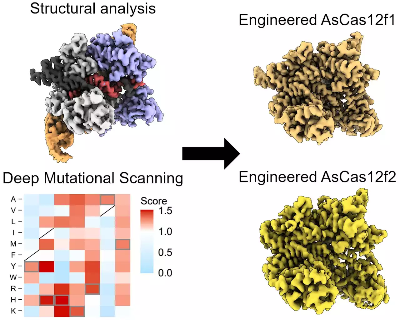 Newly engineered CRISPR enzyme for editing DNA could improve patient treatment