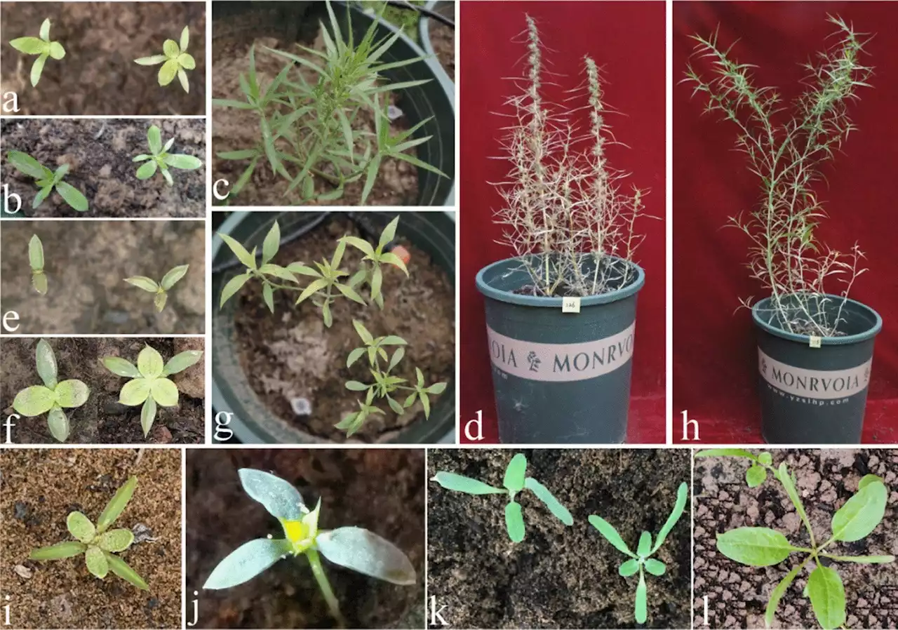 Researchers reveal genetic and evolutionary characteristics of tricotyledony in sand rice