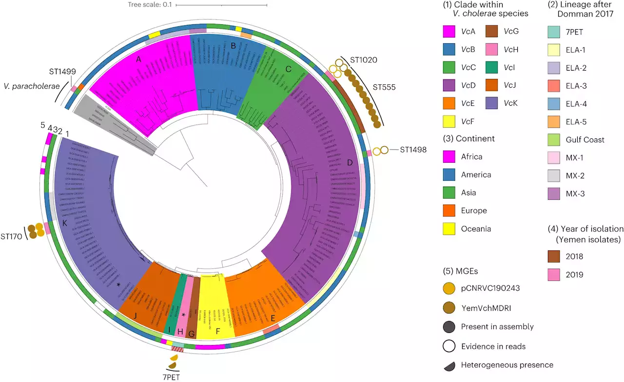 Widespread antibiotic resistance among cholera-causing bacteria explained by gene mixing