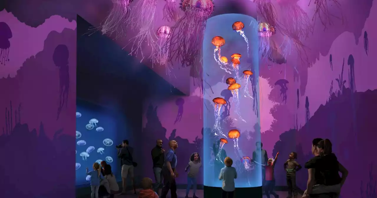 SeaWorld takes a pause on coasters in favor of a new jellyfish attraction