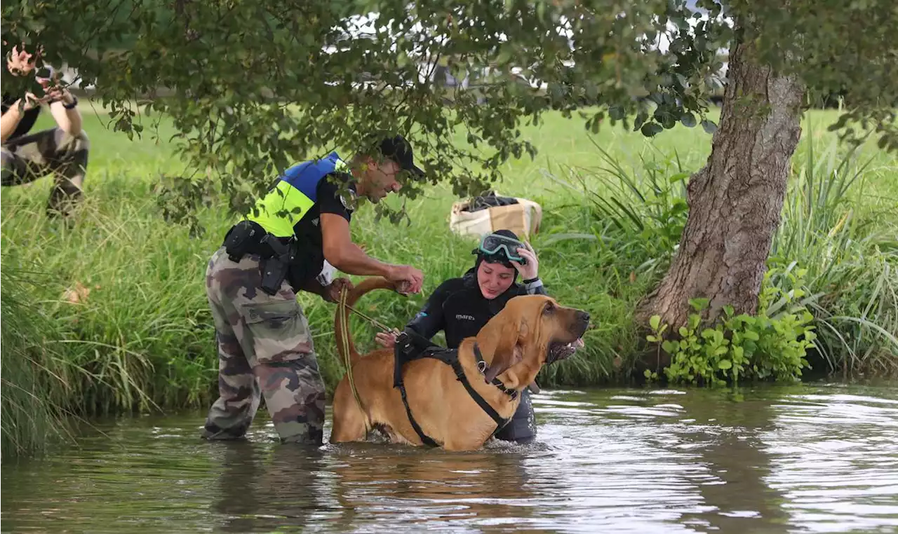 Landes : avec les chiens Saint-Hubert de la gendarmerie, mobilisés lors de grandes affaires criminelles