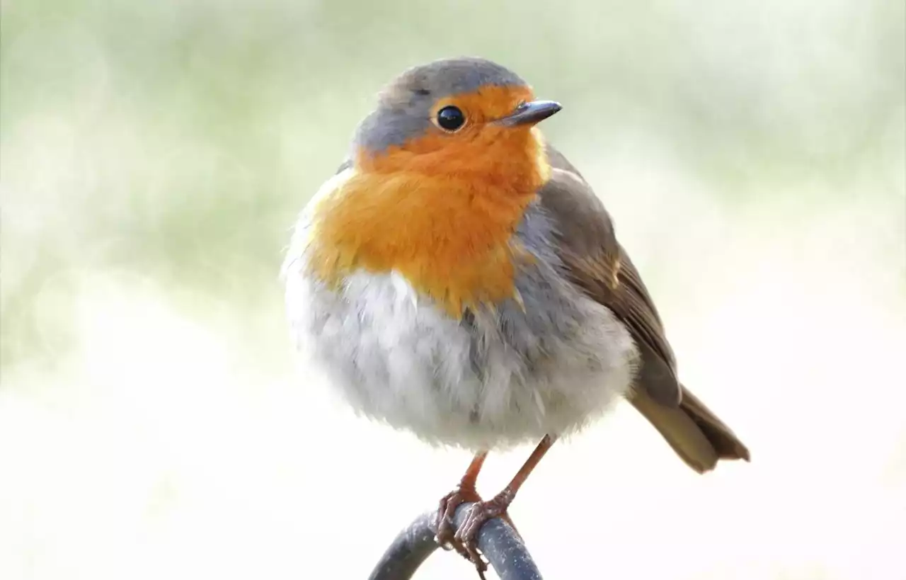 Le rouge-gorge : L’oiseau à la gorge orange