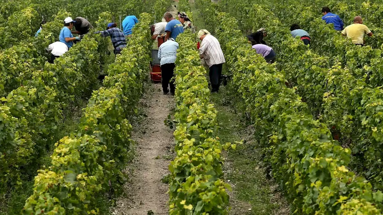 Champagne: les vendanges sont lancées, une récolte annoncée comme 'record' en volume