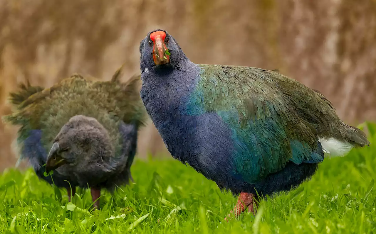 Prehistoric Takahe birds were thought to be extinct, but they’ve returned to the wild