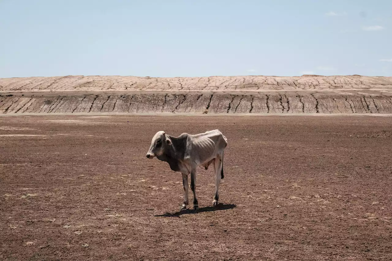 África: todo listo para la Cumbre del Clima en Nairobi