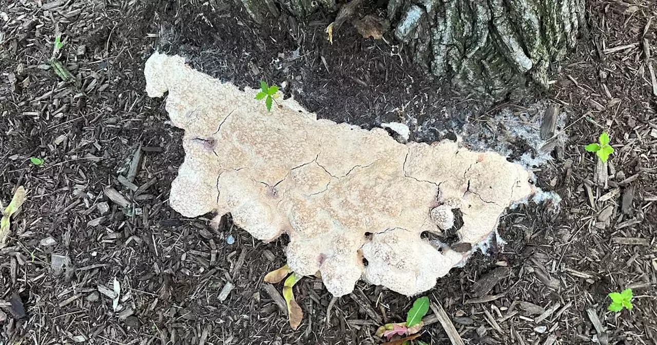 Slime mold not toxic despite its disgusting look