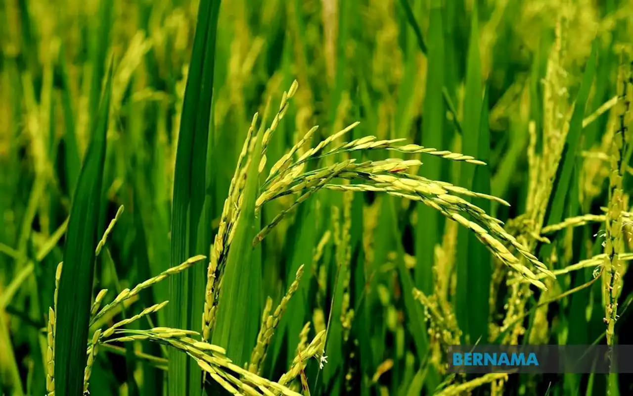 KPKM jumpa Bernas, pesawah khamis ini bincang bekalan beras