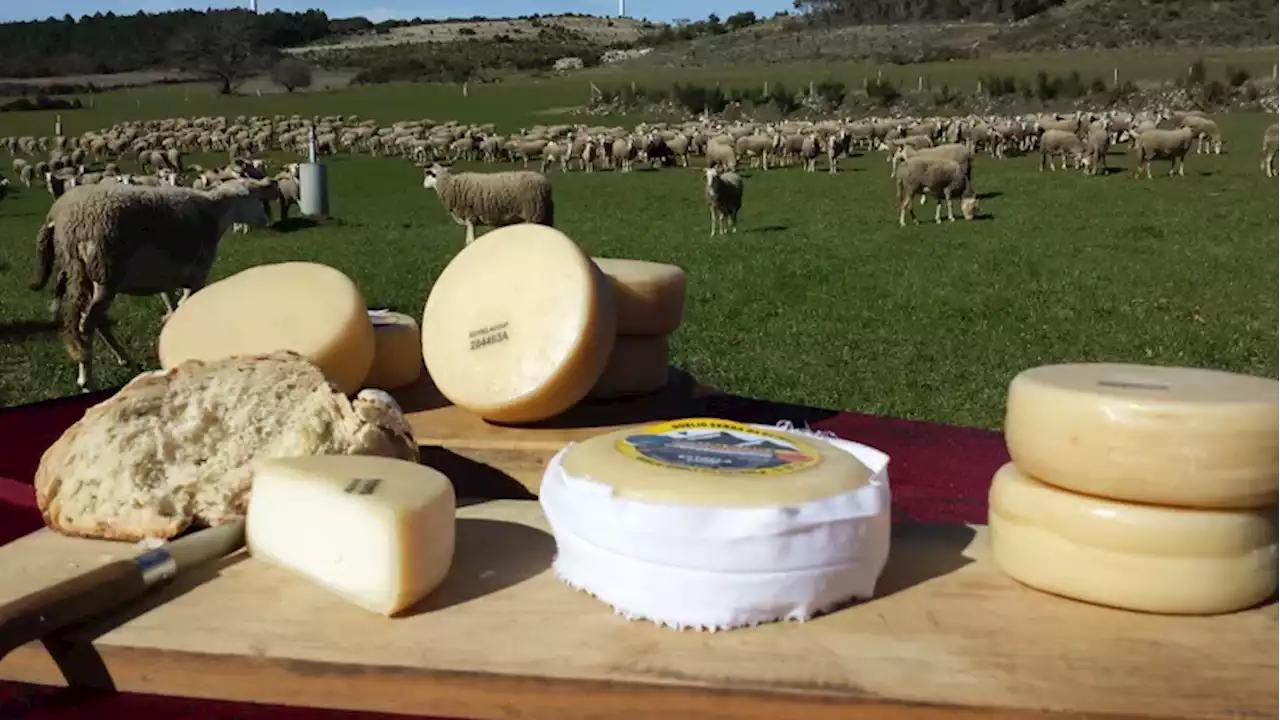 Inflação e seca ameaçam produção de queijo Serra da Estrela