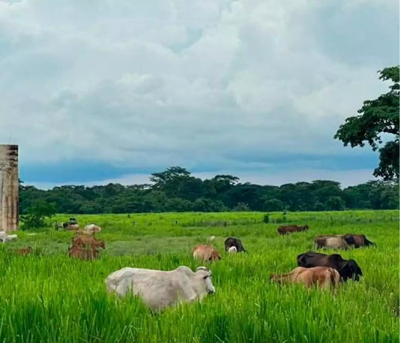 La carne colombiana busca mercados en Asia: gira sanitaria y comercial