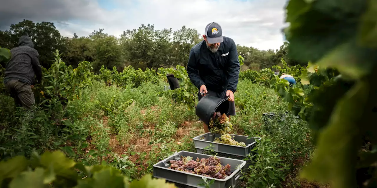 Champagne : les vendanges sont lancées, une récolte annoncée comme «record» en volume