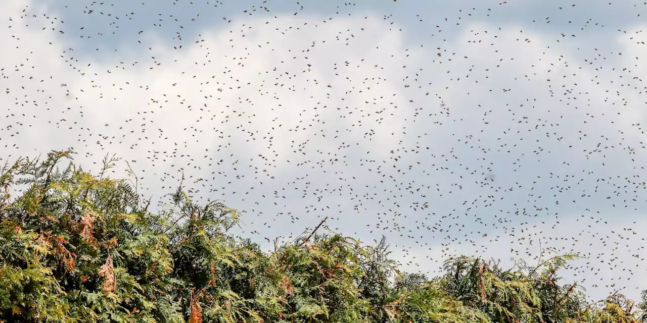 Fünf Millionen Bienen legen Verkehr lahm – stechen LKW-Fahrer hundertmal