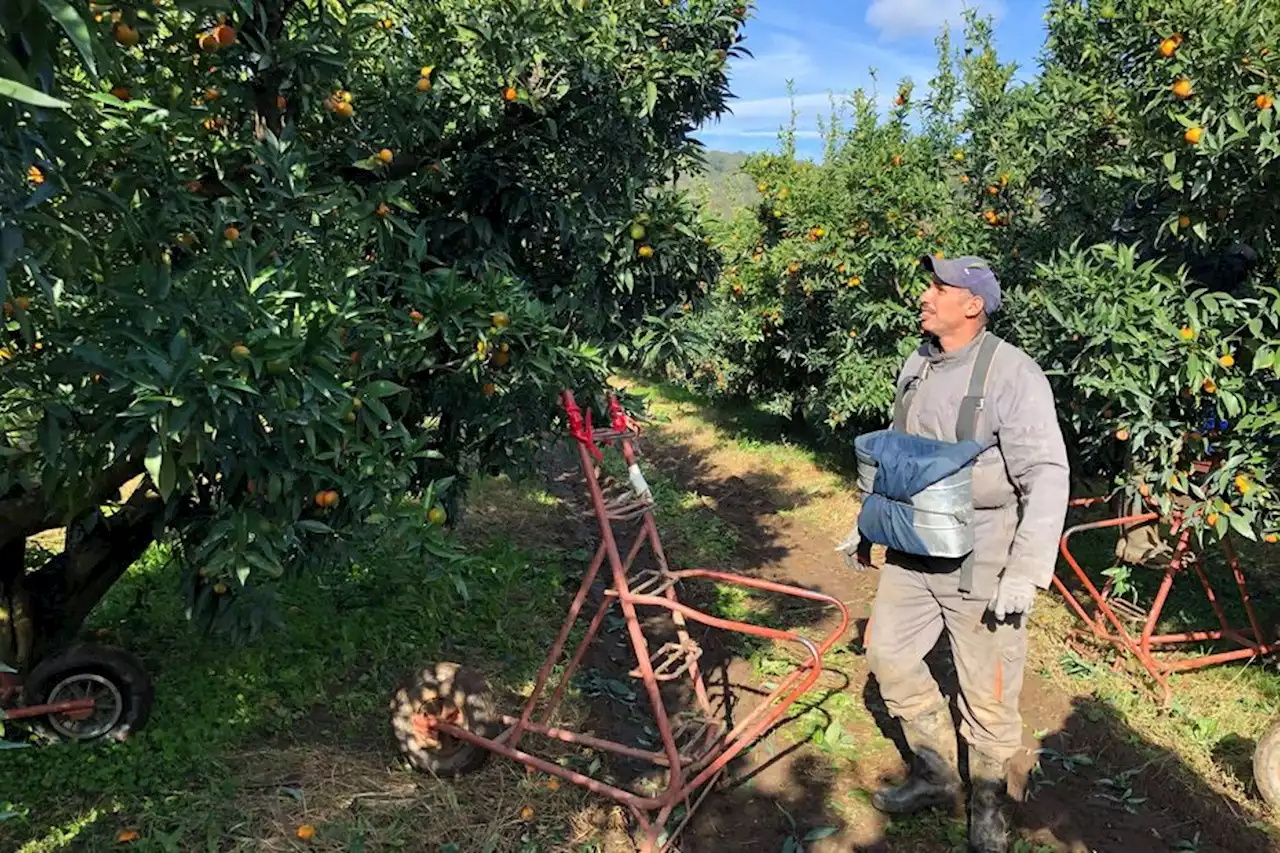 Récolte des clémentines en Corse : 1 200 travailleurs saisonniers marocains attendus début octobre