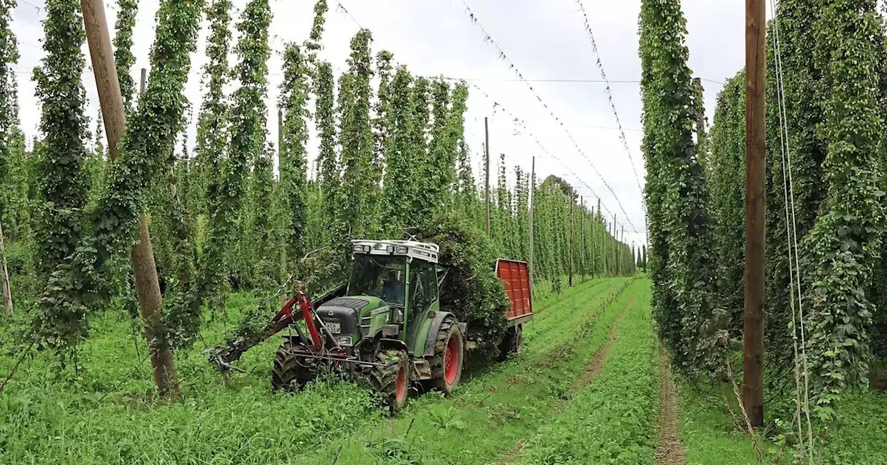 Hopfenernte in der Hallertau läuft auf Hochtouren