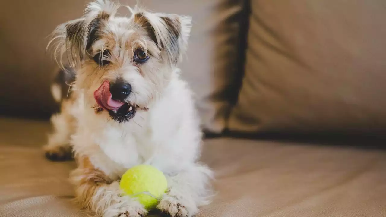 Las pelotas de tenis pueden resultar un juego peligroso para los perros