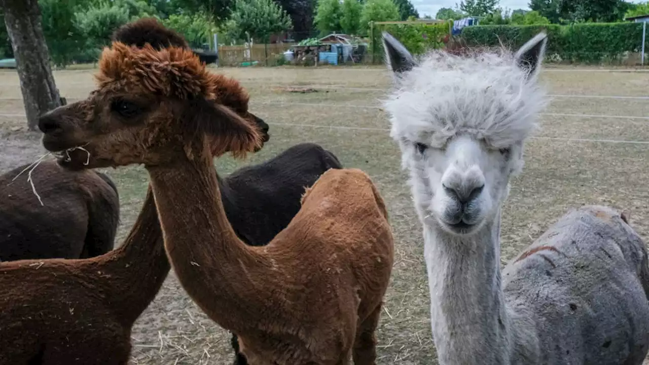 Ex-pizzeria owner gets 2-year sentence for using fraudulent PPP loan to buy alpaca farm