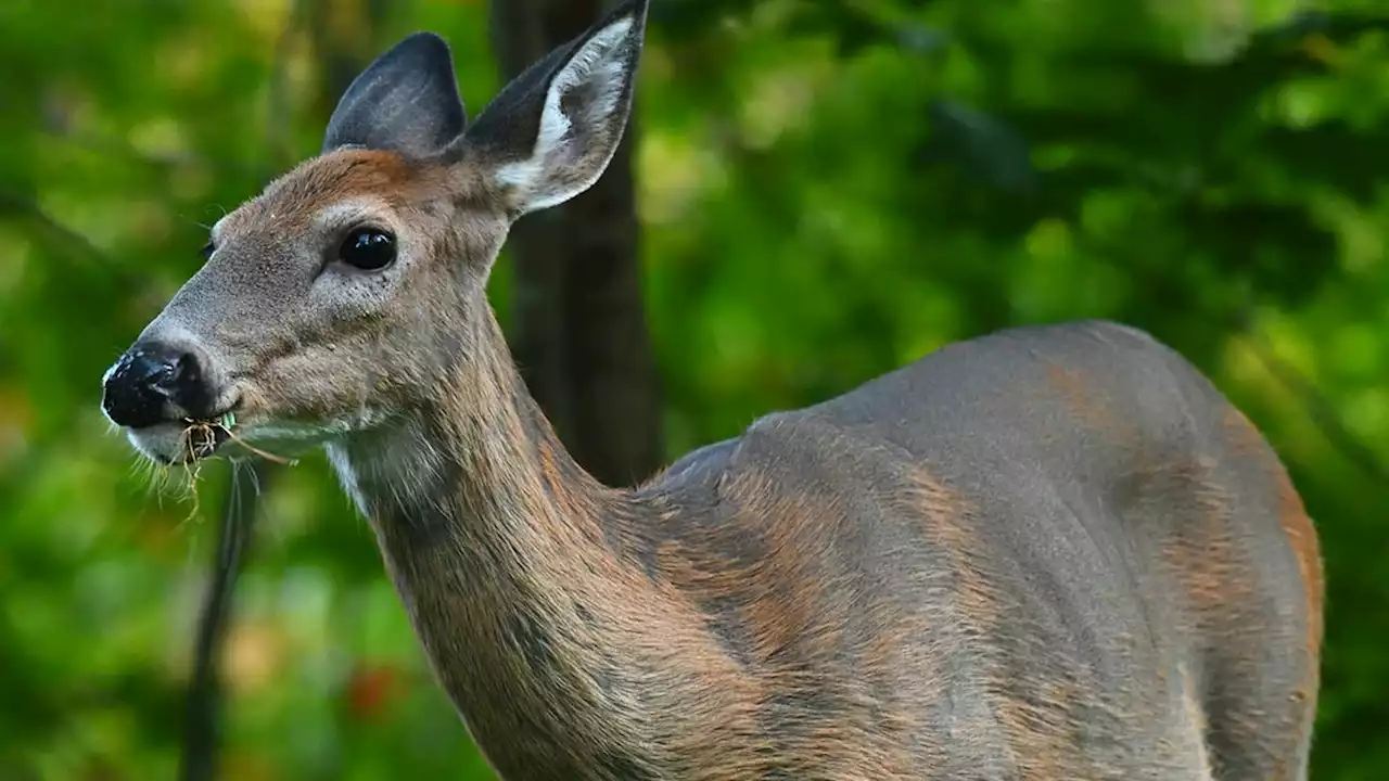 Officials confirm Wisconsin deer farm tested positive for chronic wasting disease