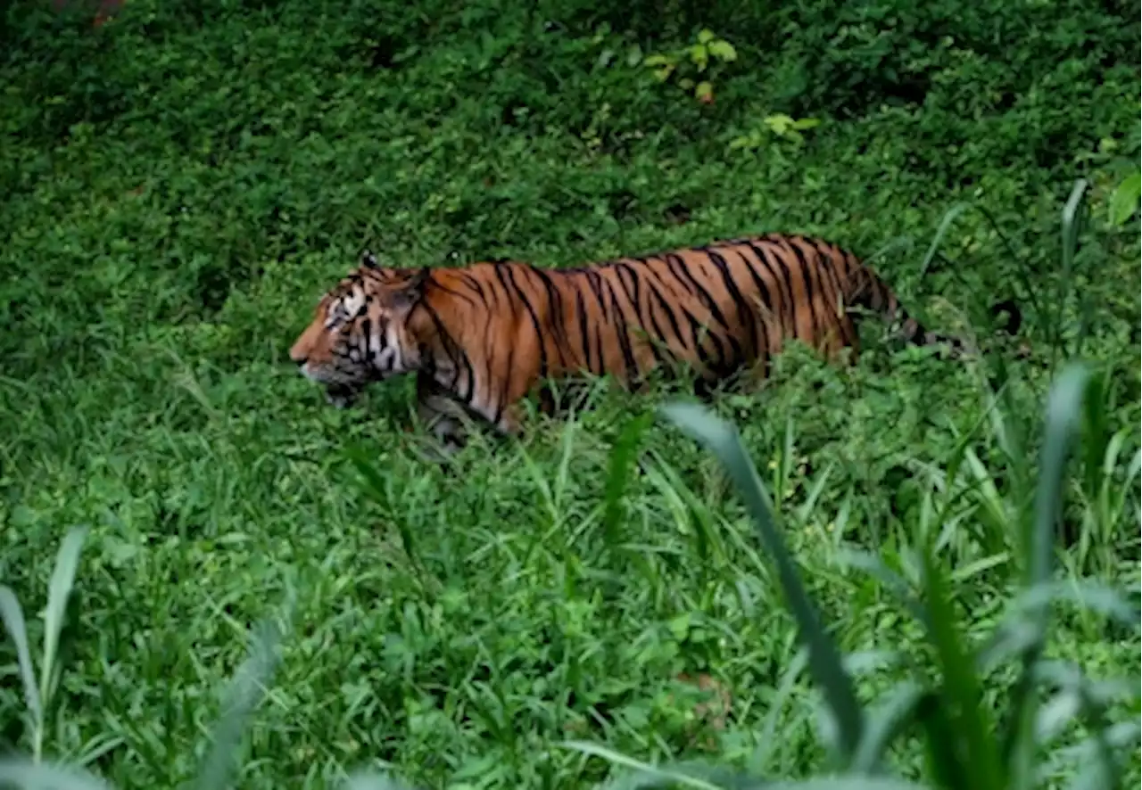 Police receive reports of tiger sighting in Batang Kali and surrounding areas