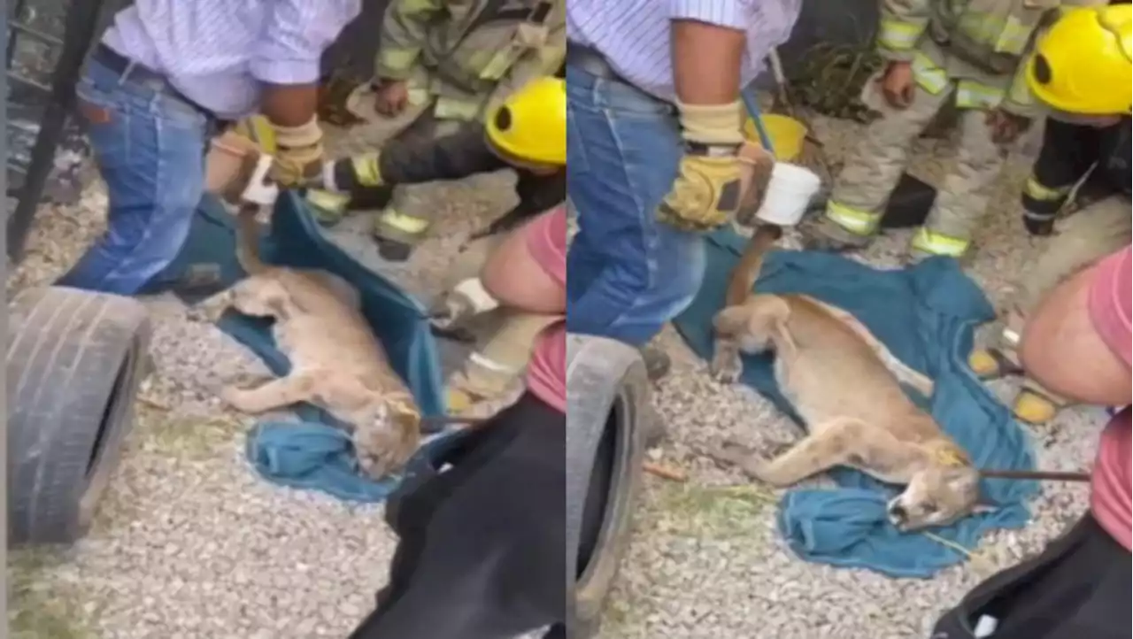 Puma entra a local de micheladas en Hidalgo