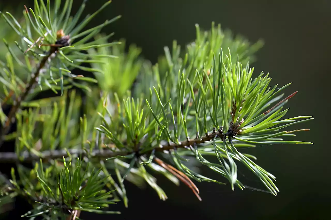 DEBATT: Stockholms läns skogsägare bidrar till klimatnytta