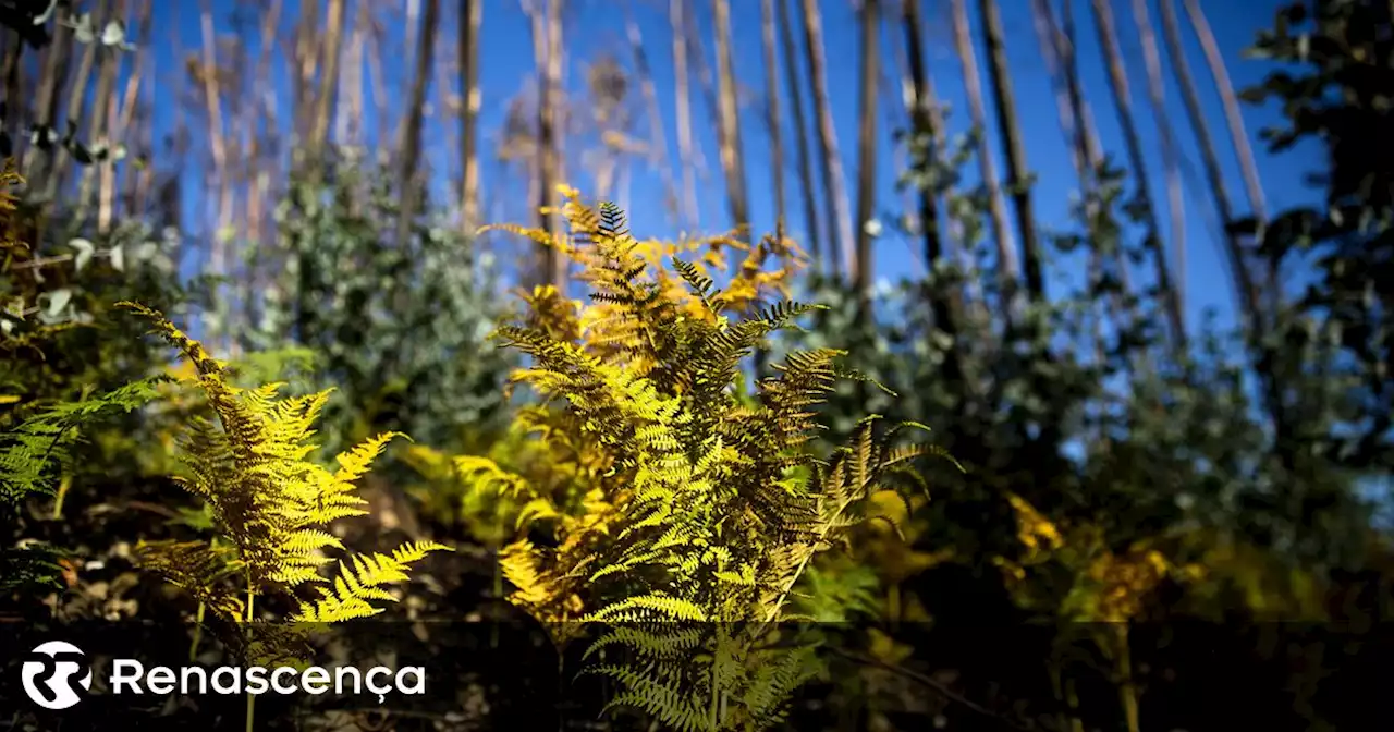 Adolescente detido em flagrante por crime de incêndio florestal em Leiria