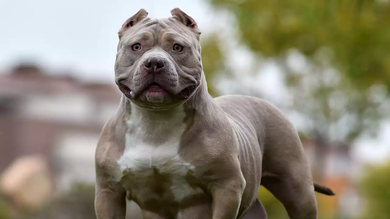 Two XL bully dogs shot dead after killing 22 pregnant sheep