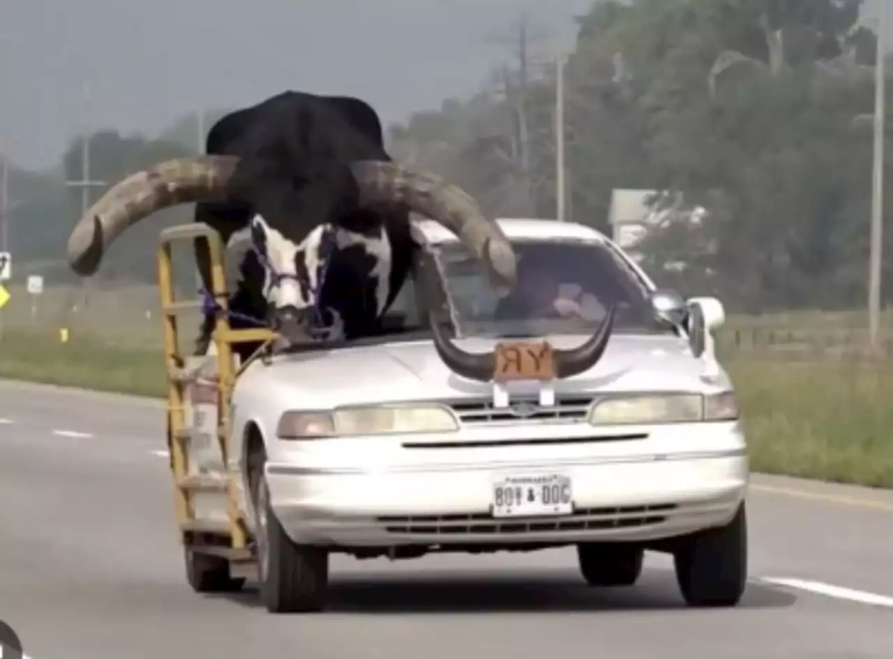 Weird News: Drama as police pull over Car with bull in the passenger seat (Video)